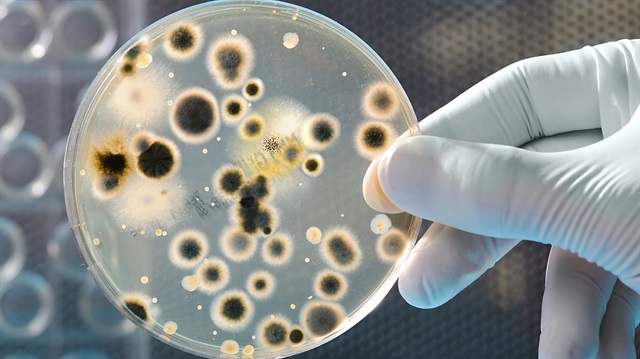 İsviçreli bilim insanları: Bakteriler dokunma duyusuna sahip