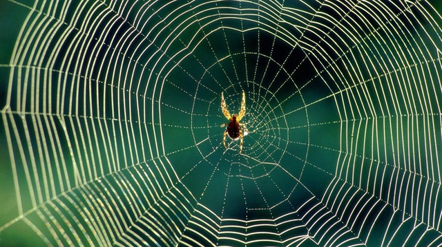 Örümcek ipeğinden ilham alan bilim insanları hassas işitme cihazı geliştirdi