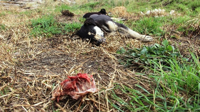 Çanakkale'de 4 köpek zehirli tavuk etleriyle katledildi.