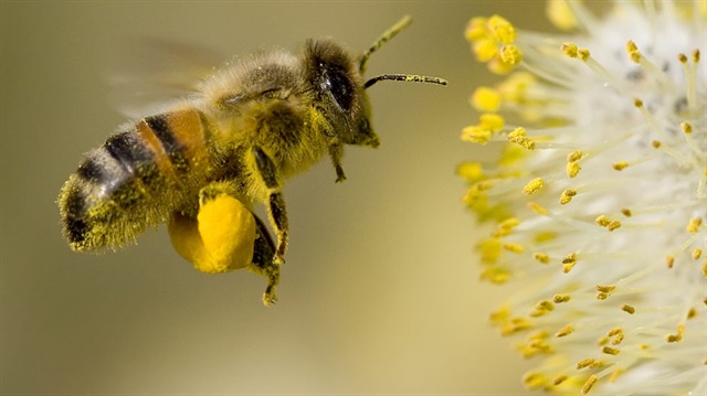 Bal arılarının çalışma şekli bilim dünyasında oldukça ilgi çekici görülüyor.