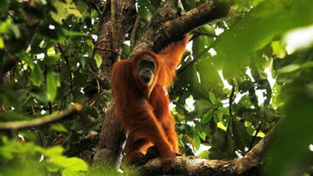 'Tapanuli' adı verilen yeni büyük maymun türü keşfedildiği açıklandı.