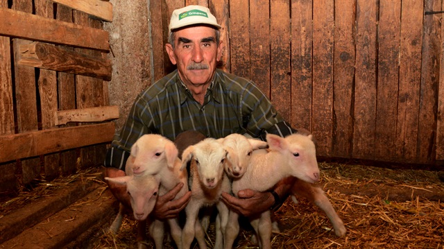  Kocaeren, kıvırcık cinsi koyununun her geçen yıl bir fazla doğum yaptığını söyledi.
