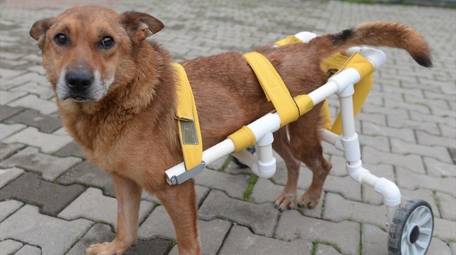 ​

تركي يُركّب عربة لكلب أصيب بالشلل ويُمكنه من المشي من جديد