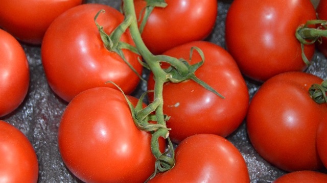 İlk domatesler Bergama'dan çıktı.