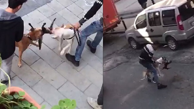 İki pitbull cinsi köpek sokak kedisine saldırdı.