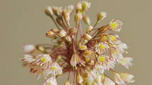 İstanbul'da keşfedilen bitki türü dünyada da bir ilk oldu