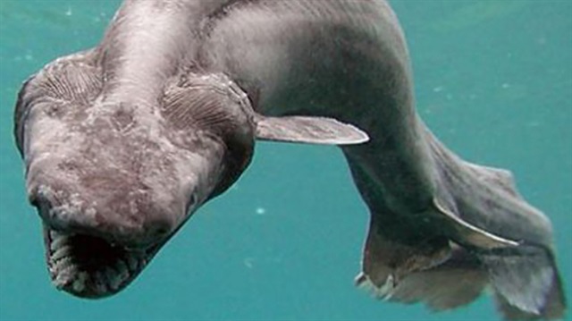 Fırfırlı köpek balığının çenesinin çok güçlü olduğu ve dişlerinin jilet kadar keskin olduğu biliniyor.