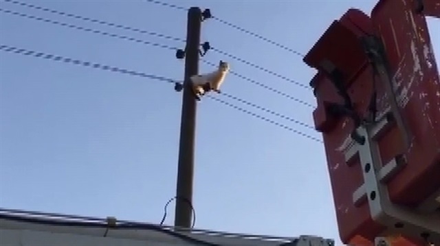 Elektrik direğinde mahsur kalan kedi kurtarıldı.