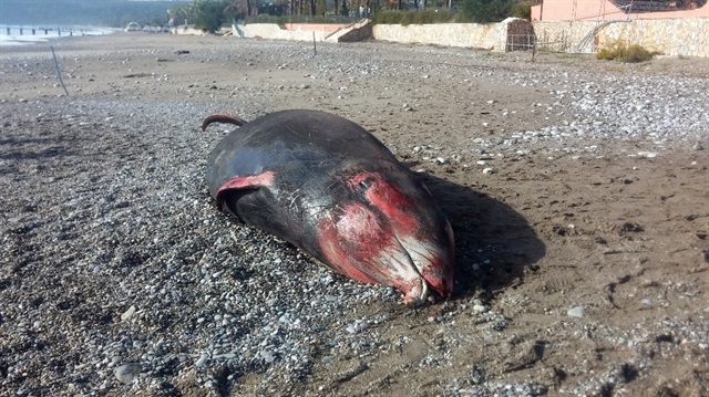 Antalya'daki hortum sonrası kıyıya 5 metre uzunluğunda balina vurdu