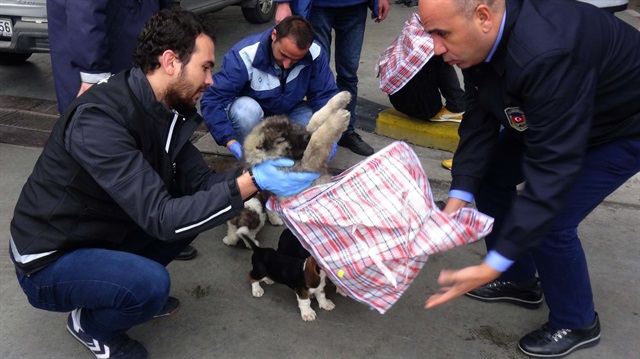Pazar çantasının içerisinde yurda sokulmak istenen köpek yavruları yakalandı. 