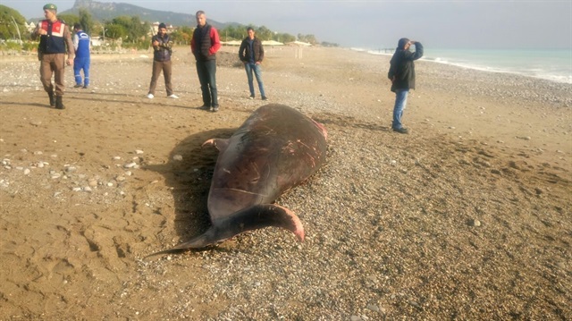 Antalya Kemer'de dün 5 metrelik ölü balina kıyıya vurmuştu. 