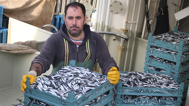 Balıkçılar 500 ila 2 bin kasa hamsiyle dönüyor.