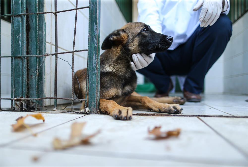 Felcli Kopek Su Borusu Ve Kovayla Yurumeye Basladi