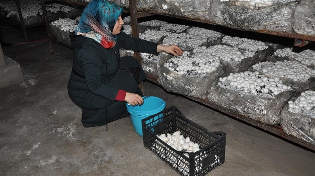Derya Doğan, 15 bin lirayla kurduğu tesiste günde 200 kilo mantar üretiyor.