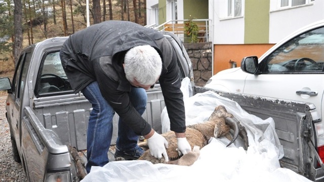 Tunceli'deki dağlarındaki dağ keçilerinin ölümüyle ilgili soruşturma başlatıldı