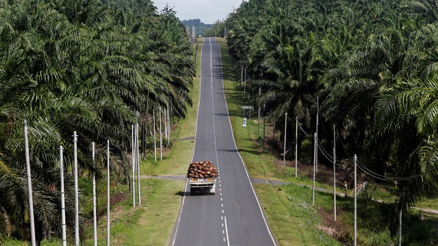 File Photo: A truck carrying oil palm fruits passes through Felda Sahabat plantation in Lahad Datu in Malaysia's state of Sabah in Borneo