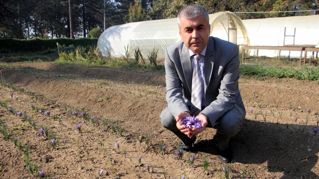 UÜ Yenişehir İbrahim Orhan Meslek Yüksekokulu Öğretim görevlisi Hakan Erdoğan, safranın binlerce yıldır kullanılan bir bitki olduğunu belirtti.