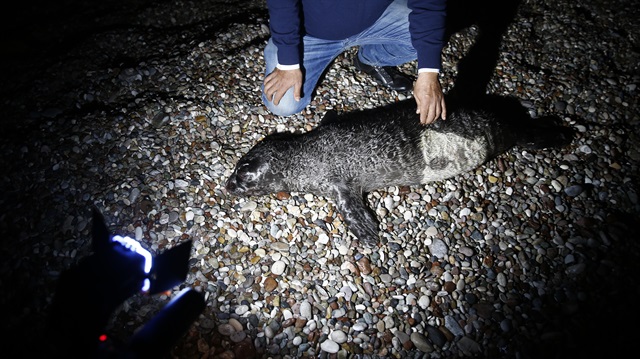 Yavru Akdeniz fokunun, ağlara takılarak öldüğü tespit edildi. 