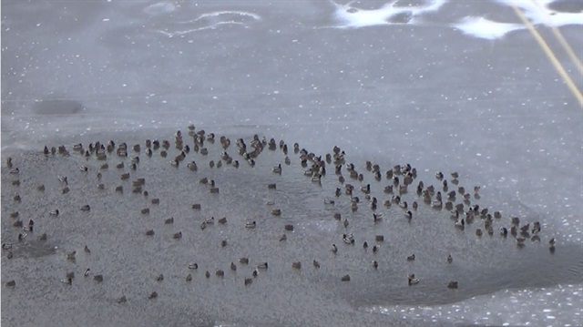 Gölün büyük bölümü donunca ördekler, küçük su birikintisine sıkışıp kaldılar. 