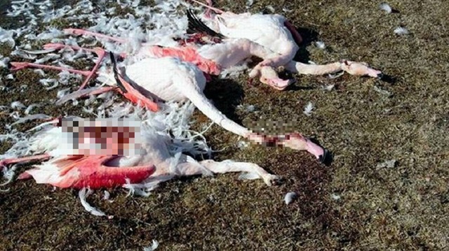 Ereğli Akgöl'de flamingolar vurulmuş ve parçalanmış halde bulundu.   