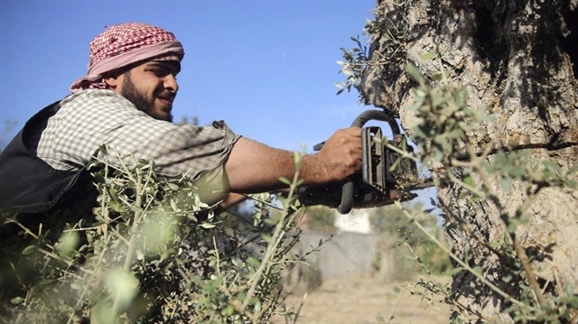Afrin'de çiftçiler, yoğun olarak zeytincilikle uğraşıyorlar.