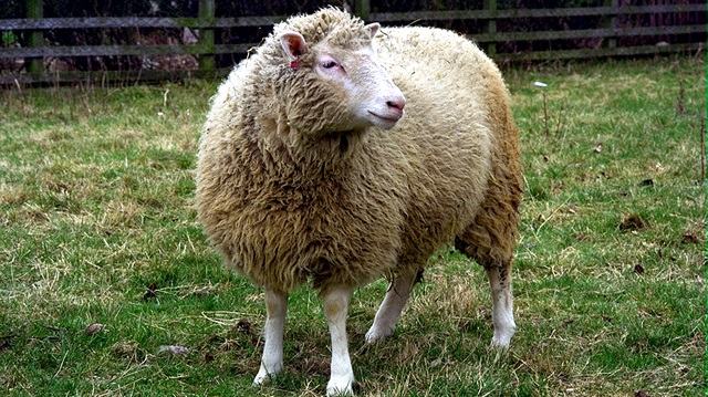 Koyunların ortalama ömrü 10-12 yaş iken klon koyun Dolly, 7 yaşında ölmüştü.