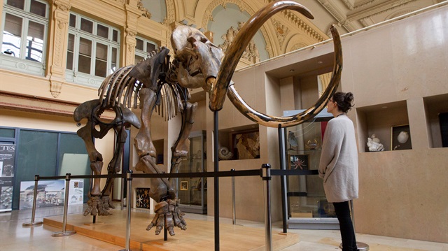A visitor looks at a complete mammoth skeleton that is displayed before its auction by Aguttes auction house in Lyon, France.