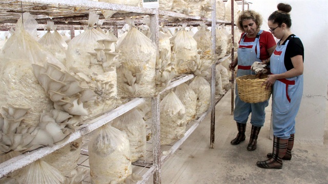 Anne ile kızı yetiştirdikleri mantarları çevre illere de gönderiyor.