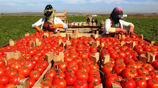 Kasım ayında domatesin fiyatı yüzde 36 arttı