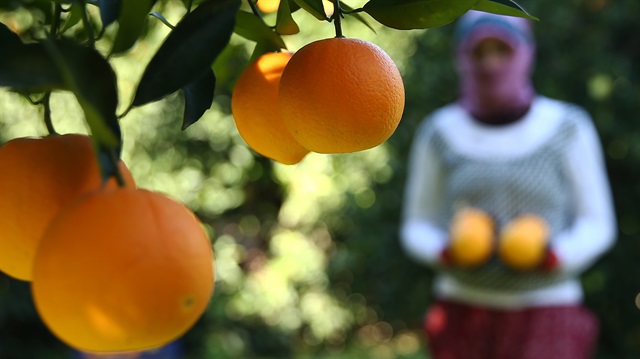 تركيا...بدء موسم حصاد البرتقال في أنطاليا
