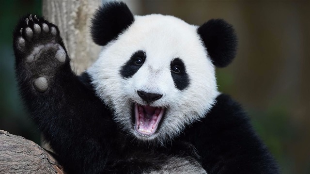 Pandalar kendi aralarında konuşuyorlar mı? Kocaman ve minnoş pandalar hakkında şaşırtan ve mutlu eden bilgiler