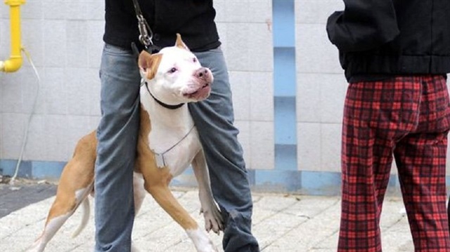 Pitbull köpeği, mahkemede silah olarak sayıldı: Ceza 3 yıl arttı