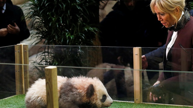 Çin dışında dünyada sadece 22 hayvanat bahçesinde panda bulunuyor.

