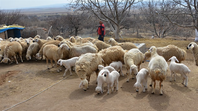 Ulusal Kırmızı Et Konseyi (UKON) Yönetim Kurulu Başkanı 3 bin liraya çalışacak çoban bulunmadığını açıkladı. 