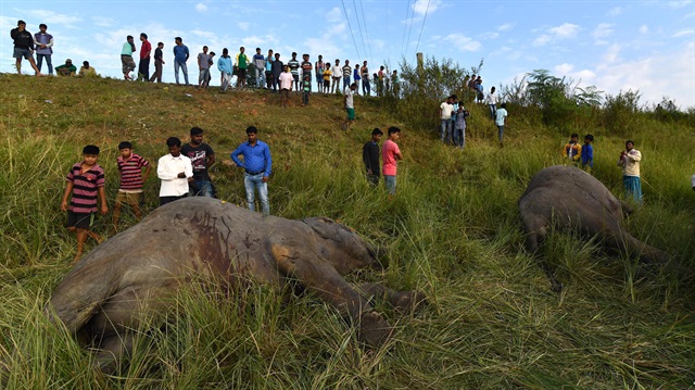حادث قطار يودي بحياة 5 فيلة في الهند