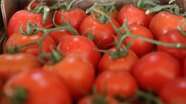 Kumluca'dan, yaklaşık 30 ülkeye domates ihraç ediliyor.