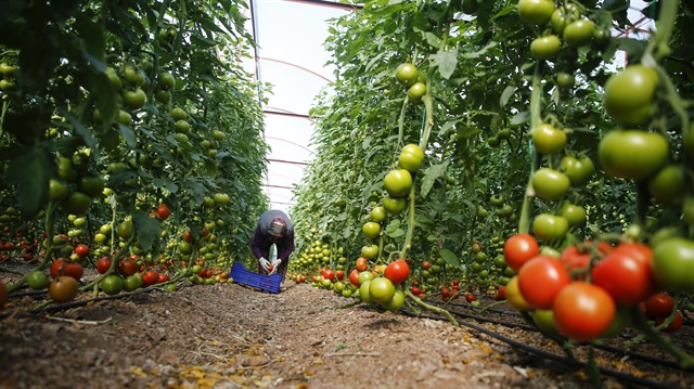 أنطاليا التركية تصدّر الطماطم لـ 30 بلدًا حول العالم