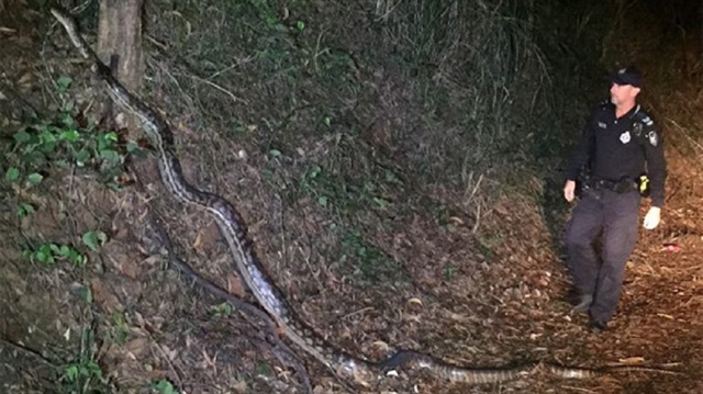 5 metrelik yılan Avustralyalı polisleri şaşkınlığa uğrattı.