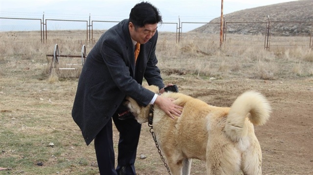 Japon patronun Kangal köpeği sevgisi