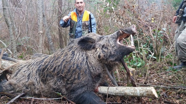 Köylünün korkulu rüyası haline gelen 400 kiloluk domuz avlandı. 