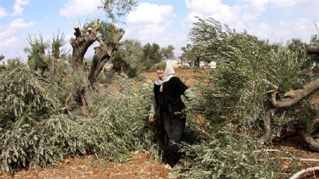 مستوطنون يقطعون أشجار زيتون شمال الضفة الغربية
