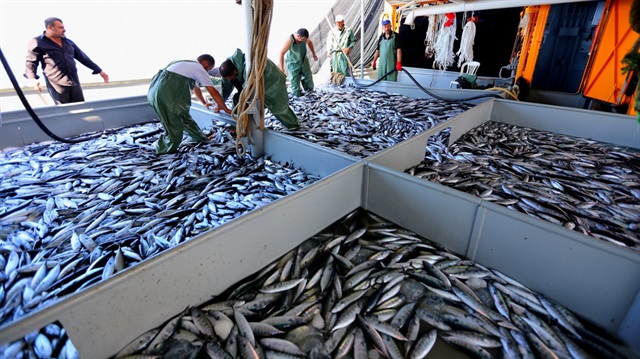 Yasa dışı avlanan ​172 bin ton balık yasağa takıldı