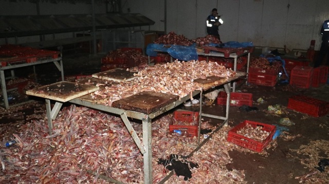Adana’da 3 ton kesilmiş kaçak tavuk ele geçirildi.