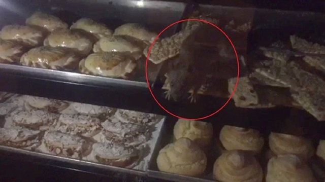 İstanbul'daki pastanede cirit atan fareler böyle görüntülenmişti