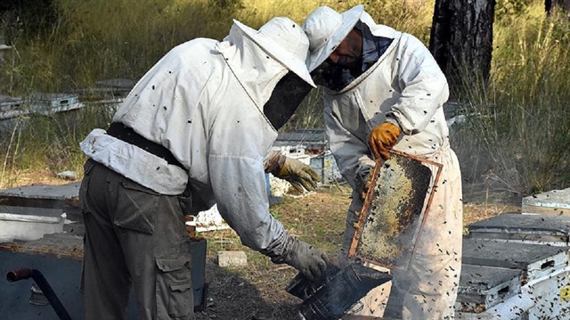 Üreticiler ana arı başına 15 lira alacak.