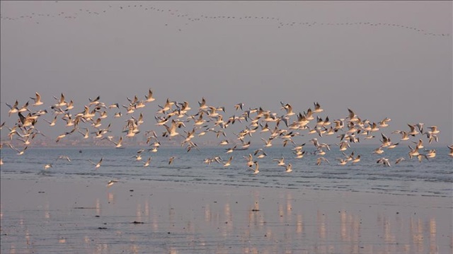 With the advent of winter in Siberia, migratory birds, locally referred to as "guest birds," have begun flooding Pakistan's lakes and riverbeds to avoid the harsh winter in their native land