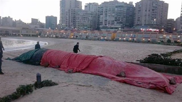 Mısır'da 13 metrelik balina sahile vurdu