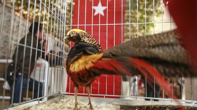 إسطنبول تترقب الأحد ملكة جمال "دجاج الزينة"