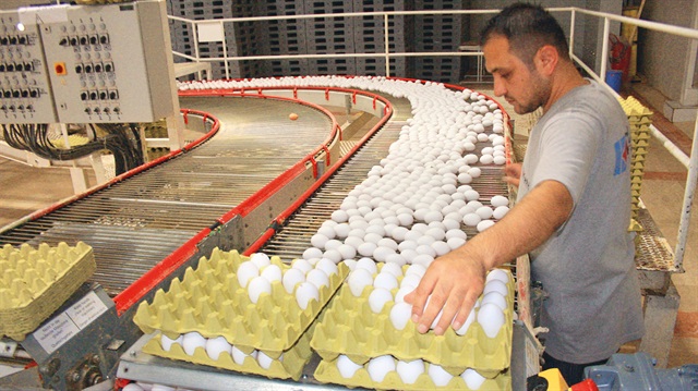 Yıllardır Türkiye’den yumurta almak istemeyen Avrupa ülkelerine son 2 aydır ihracat yapar hale geldi.