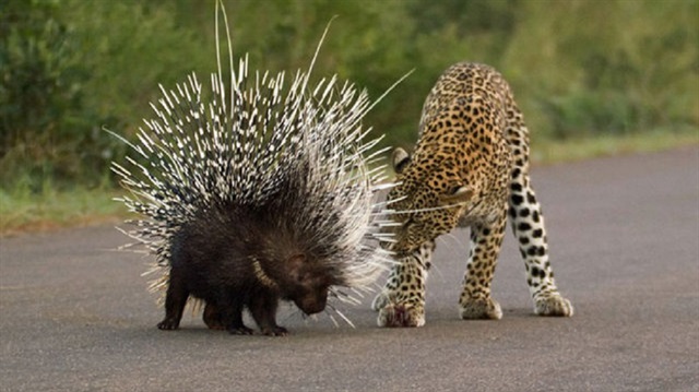 Fotoğrafçı Craig Schraibman, bir leoparın akşam yemeği olarak kirpiyi avlamak istediği anları fotoğrafladı.